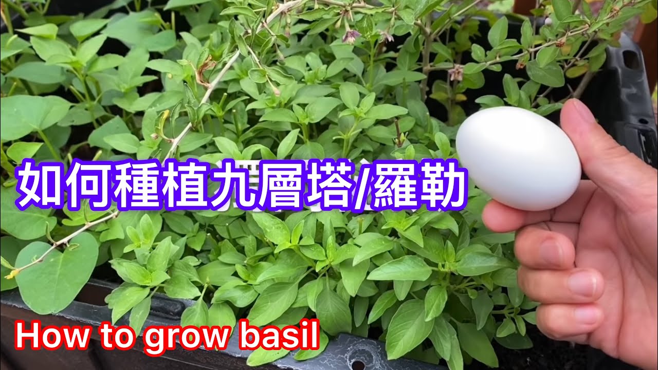 66 如何種植九層塔/羅勒（扦插及播種）種植經驗超過30年#種菜堆肥兩用桶#How to grow the basil