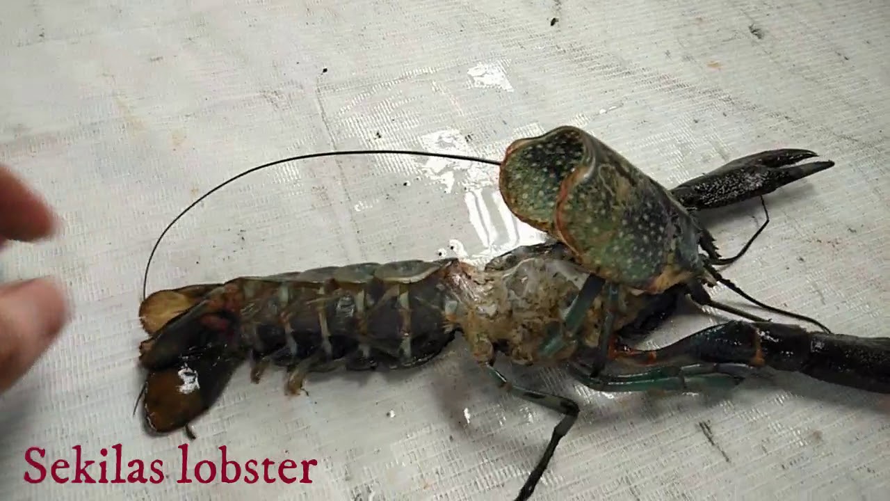 Kasih makan Lobster pake WORTEL???