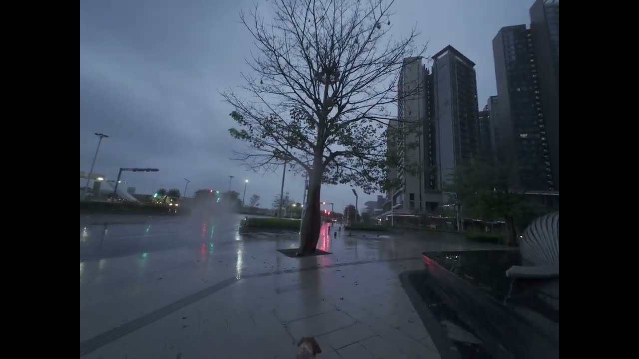[4K] Silent Dog Walk in Qianwan Park Shenzhen, China – Rainy ASMR