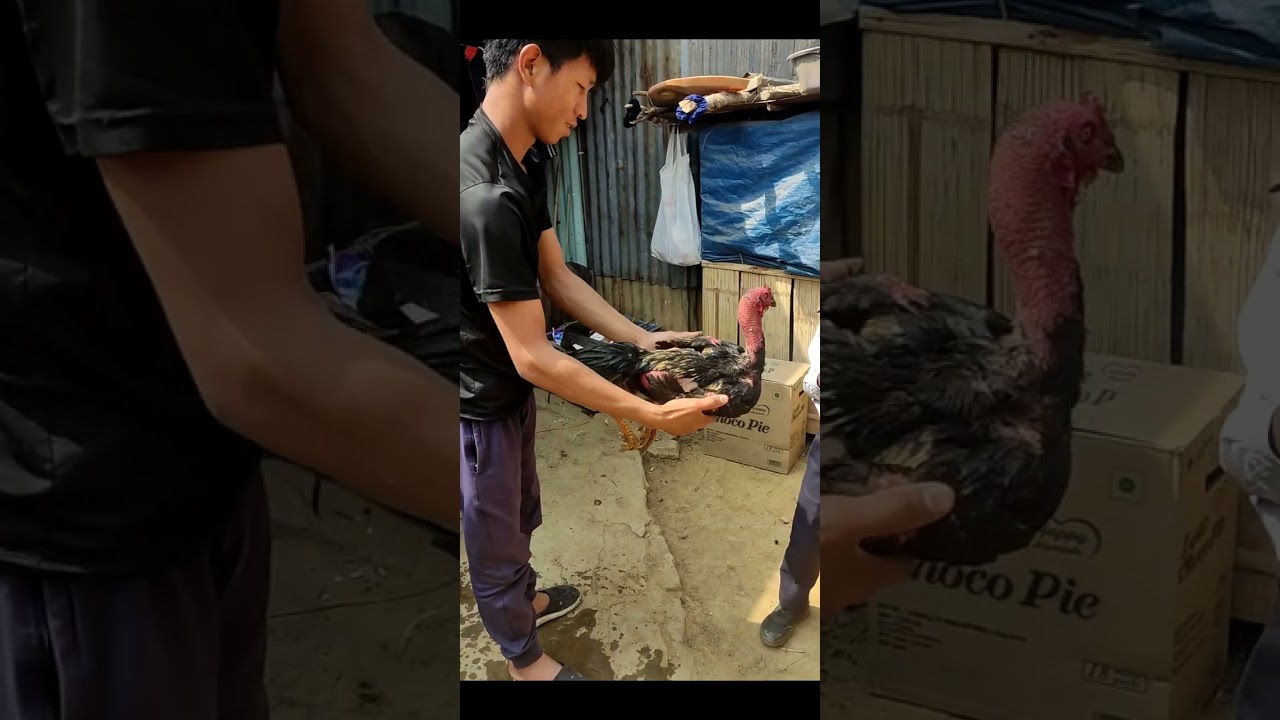 Vawin Sunday ar test ni, Dream, Spartacus-a, chhurbura te sual video Comment link ka lo dah e