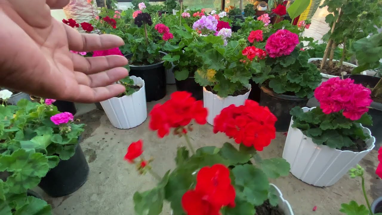 Pangpar  || geranium || baugainvellia || plants || #aizawl #mizoram #beautiful #flowers #greenhouse