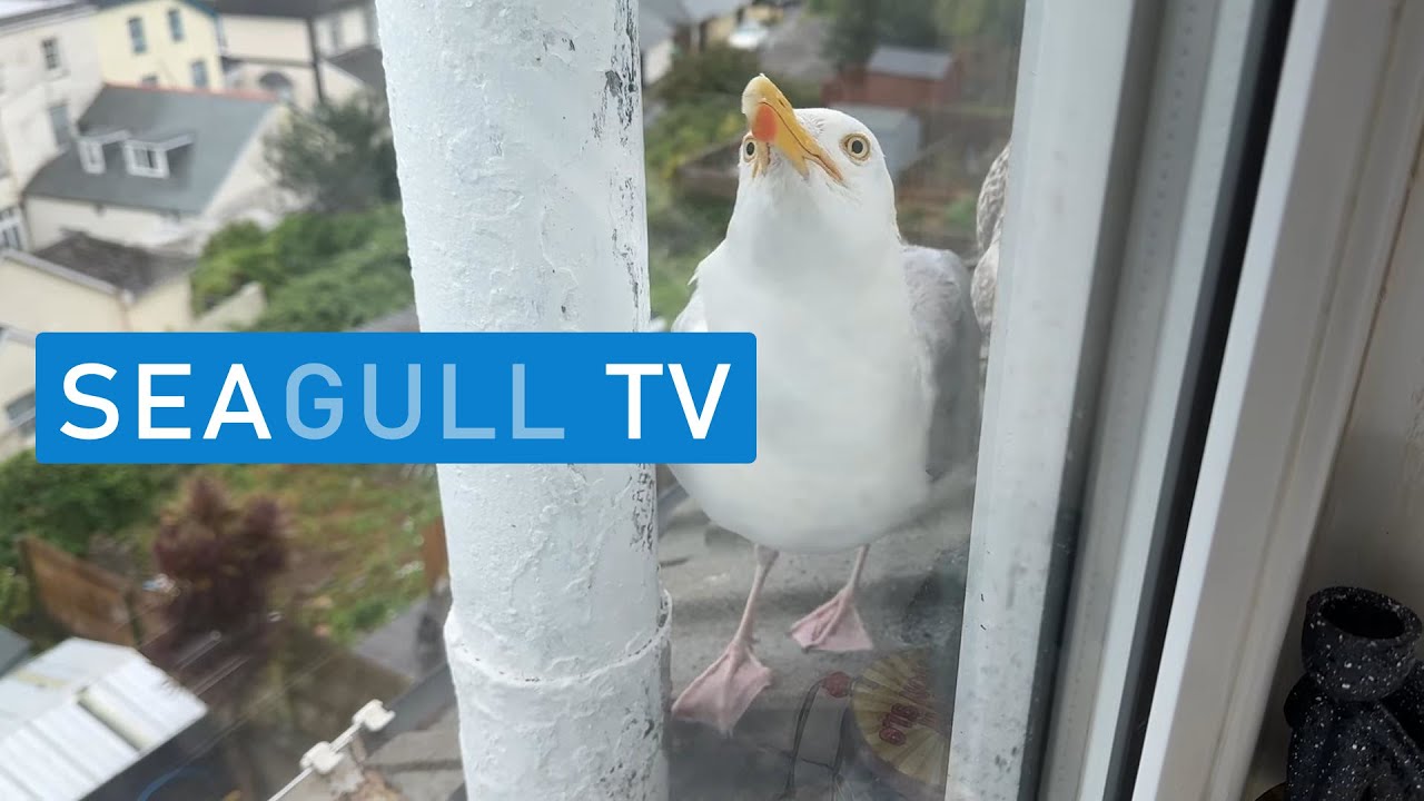 Father & Baby Chick Waiting For Breakfast!! - Seagull TV EP 95