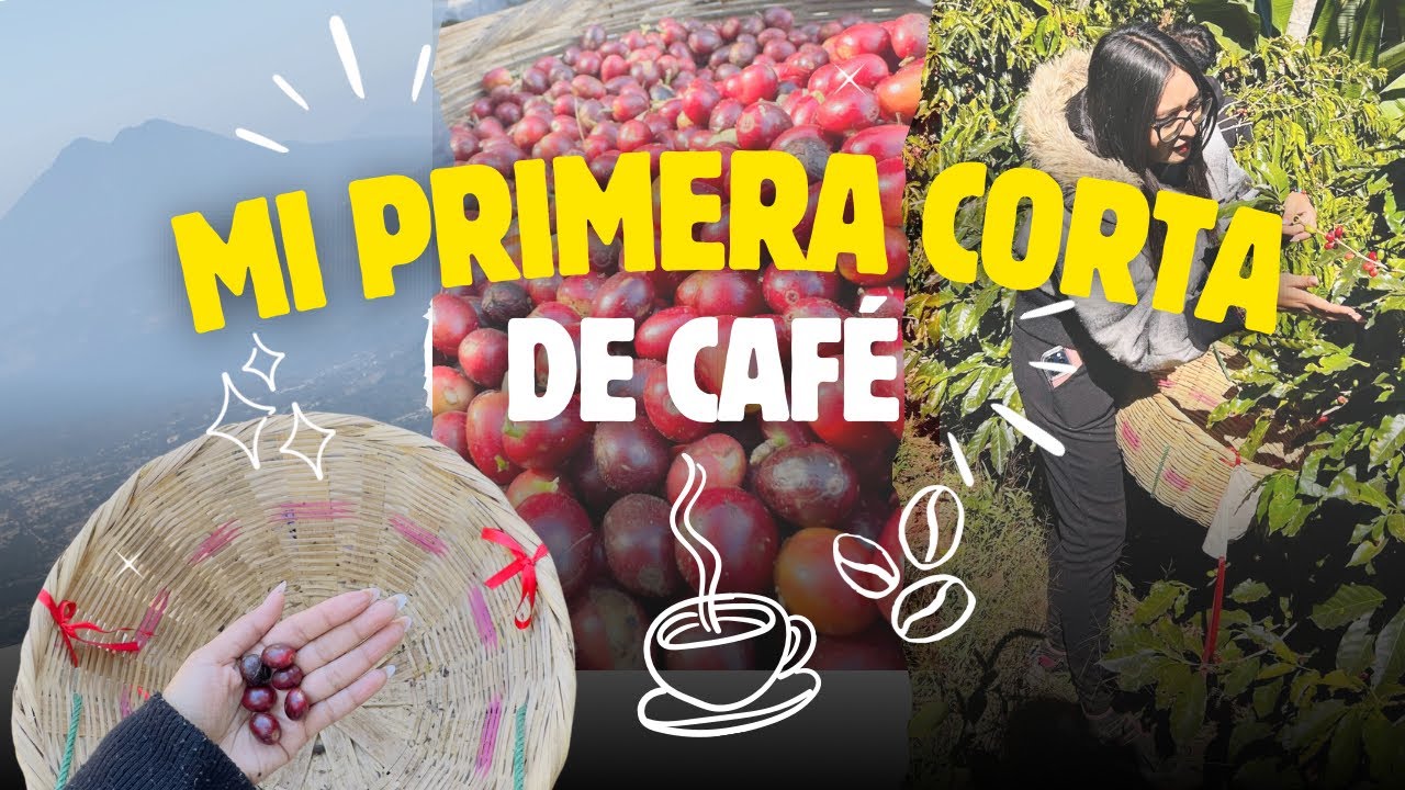 🌸TOUR SOBRE EL PROCESO DEL CAFÉ 🌸