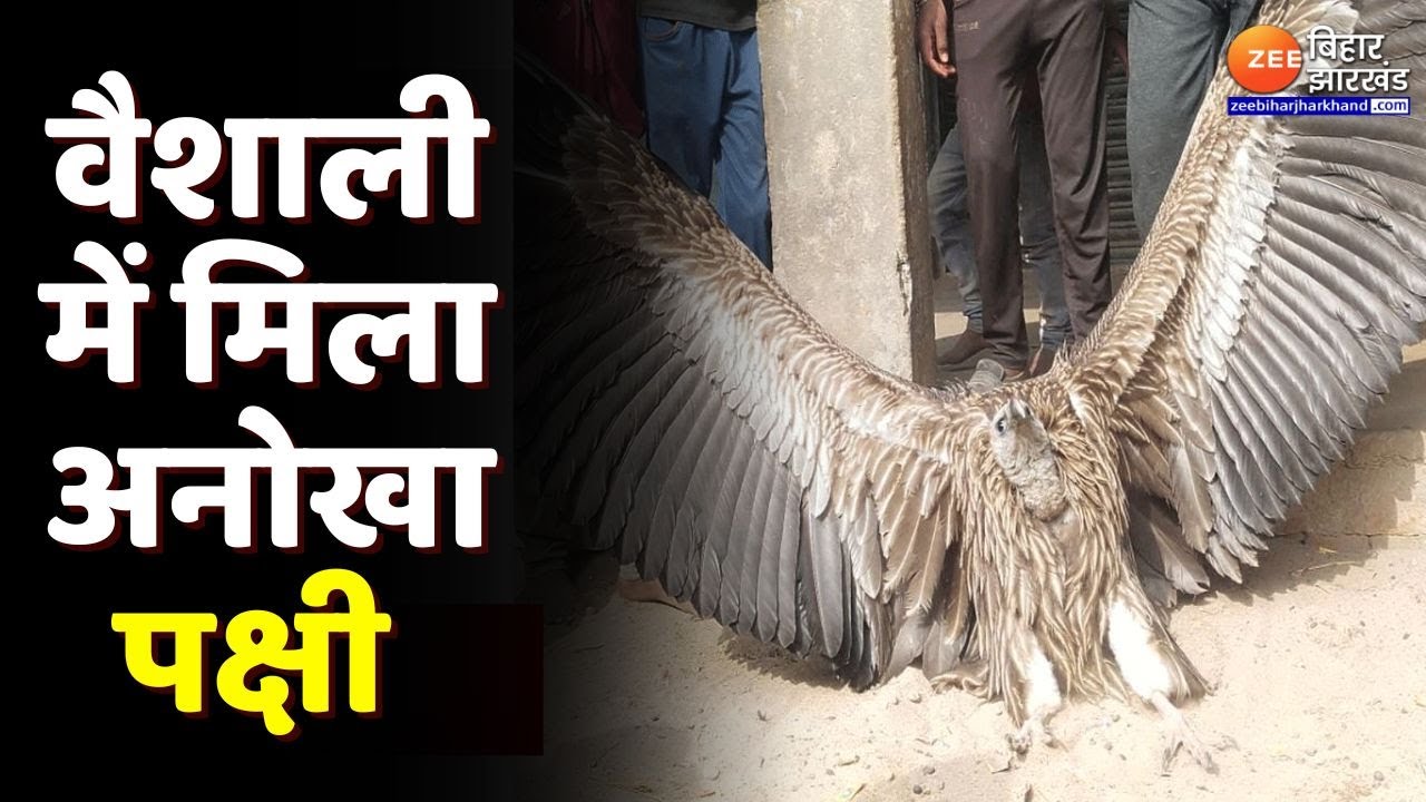 Bihar News : Vaishali में मिला अनोखा पक्षी...गांव में मची अफरा-तफरी