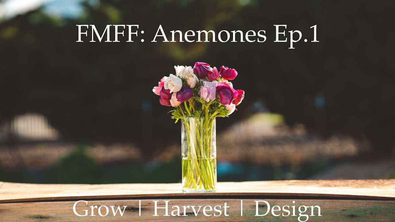 Five Minute Flower Friday - Anemones | Ep.1 | Almost Everything to Know to Grow, Harvest & Design.