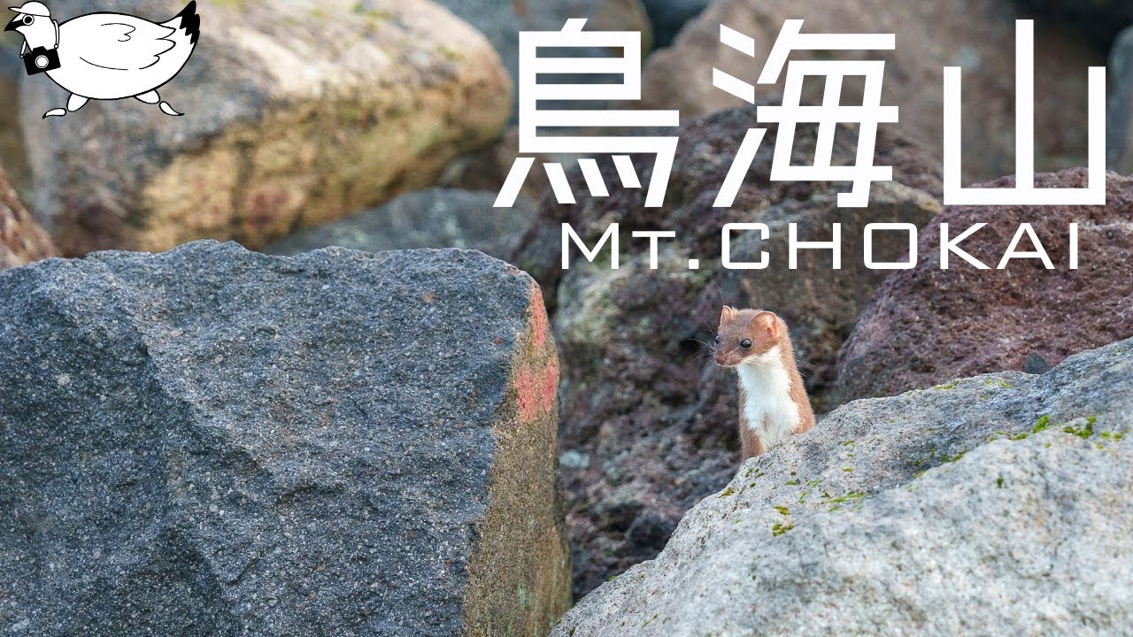 【登山】東北遠征「鳥海山」登山 オコジョに出会う良き山行 | Sony α7R V | Sony α7C |