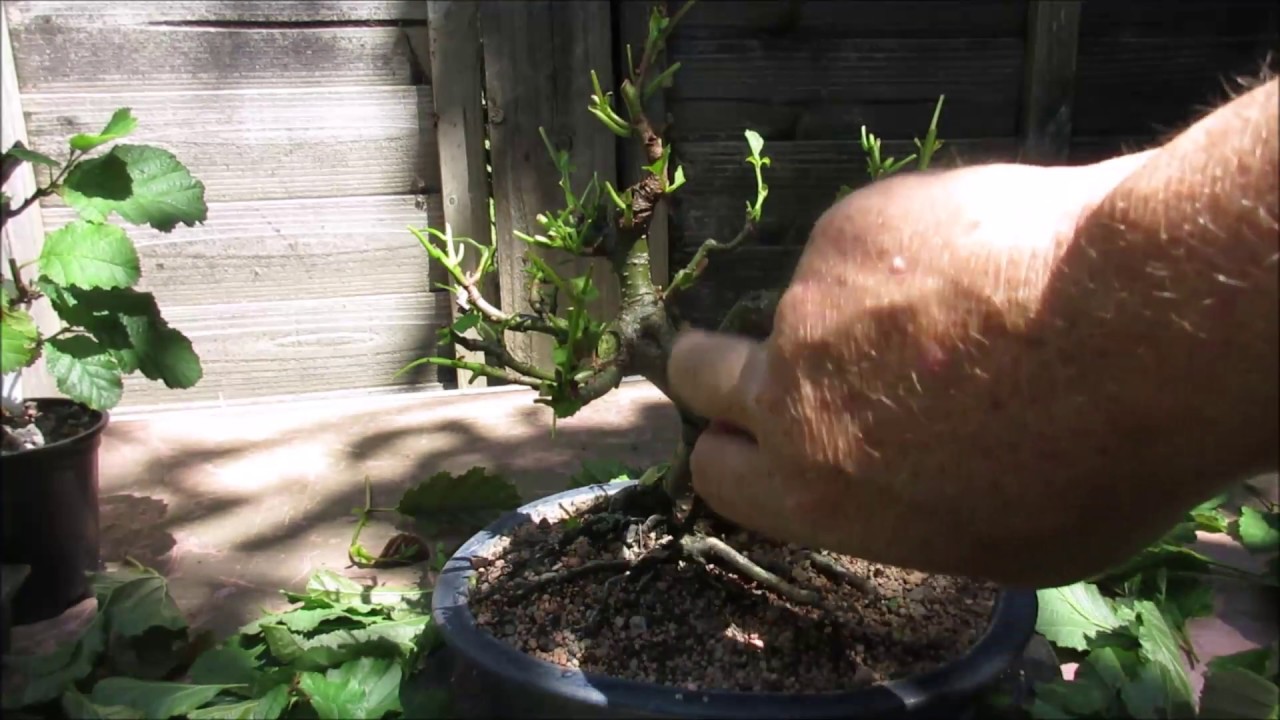 Alder Bonsai June 2018