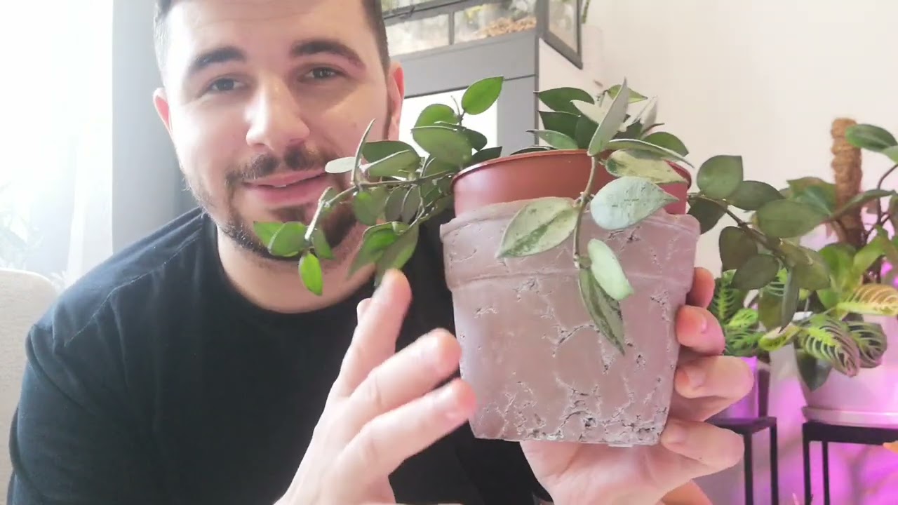 Top 6 ulubionych roślin w ostatnim czasie-krótkie historie 😉