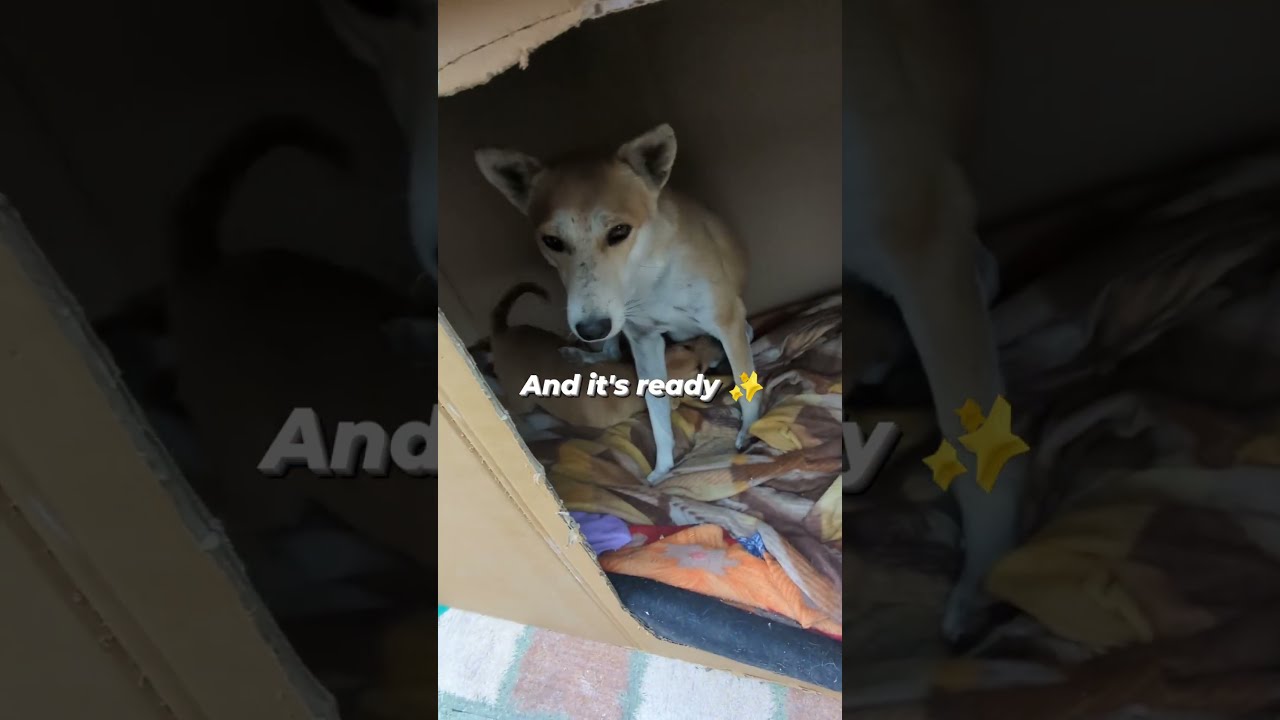 Home for street dogs 🐕 #dogs #dogshorts #shelter #ytshorts