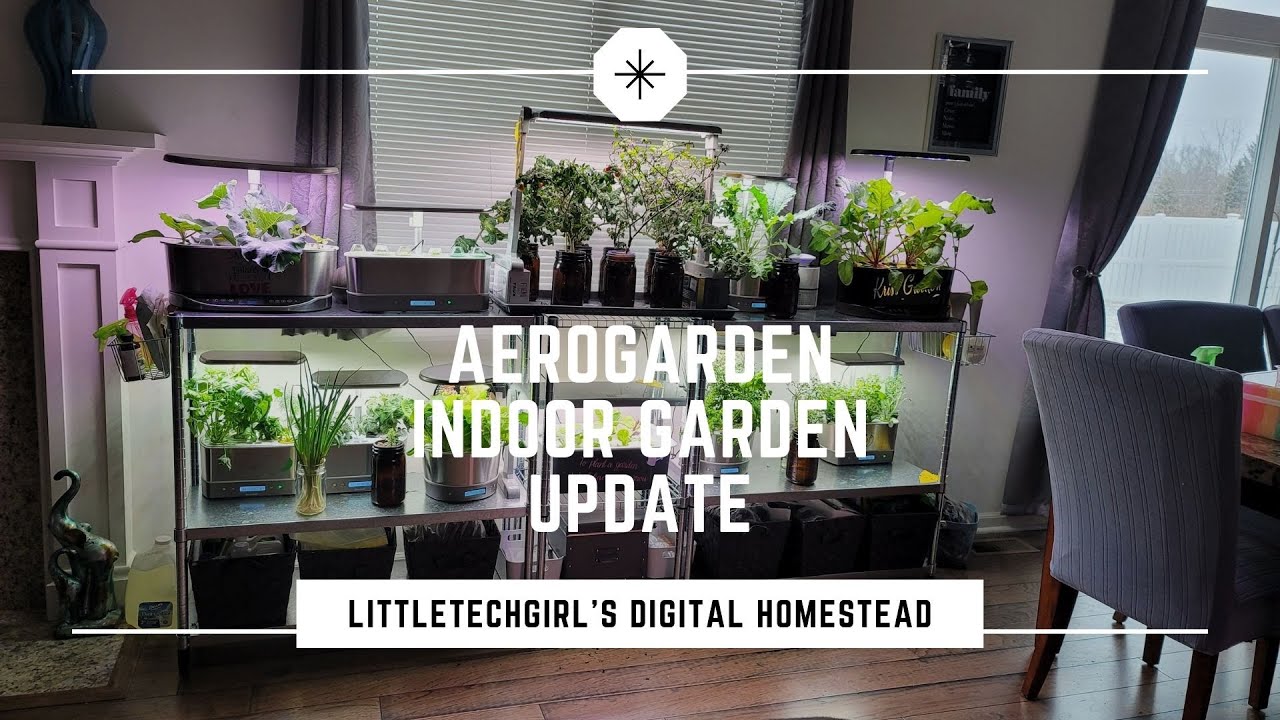 AeroGarden | Kratky | Indoor Garden Update