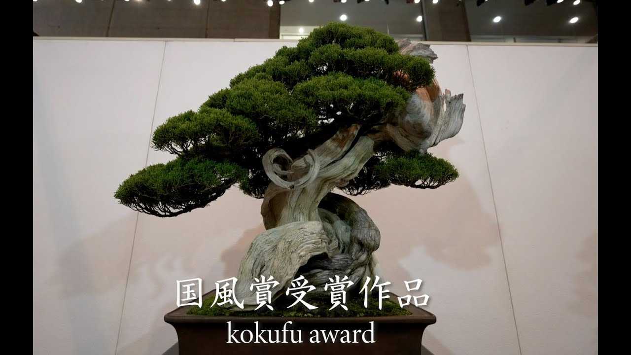 第95回国風盆栽展 前期　95th Kokufu Bonsai Exhibition 2021 Part1