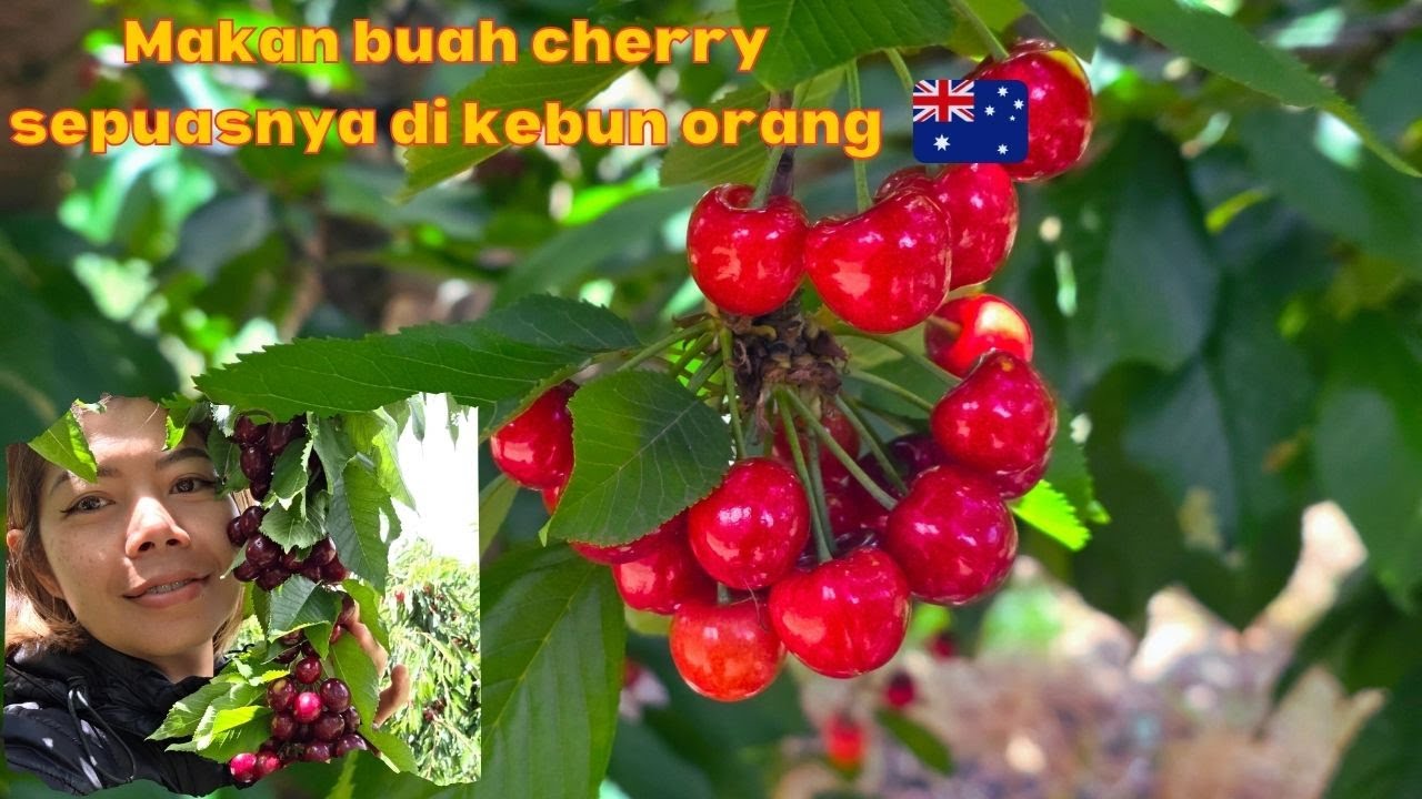 MUSIM CHERRY LAGI DI AUSTRALIA