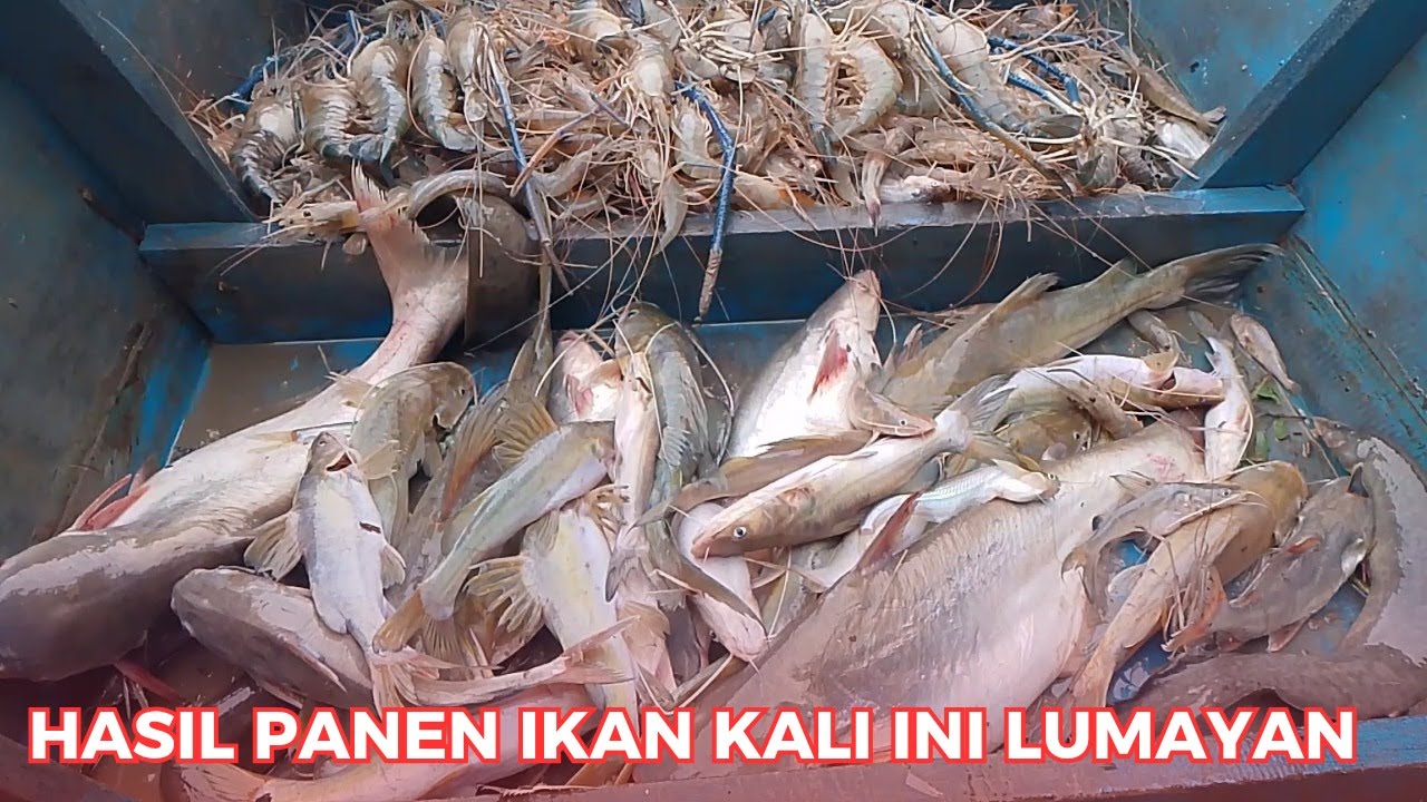 PANEN IKAN DAPAT JACKPOT BETUTU, KITA PANEN SAMBIL DIKEJAR AIR PASANG - JARING IKAN [AMPAS]