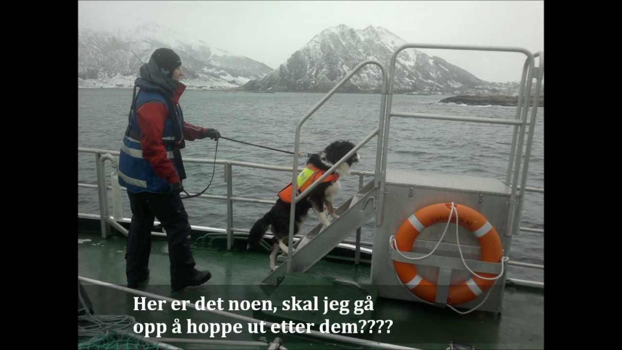 Norske redningshunder Øvelse overflatesøk og strandsøk