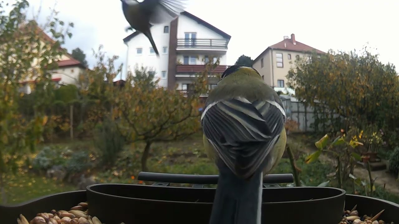 Birds 100
