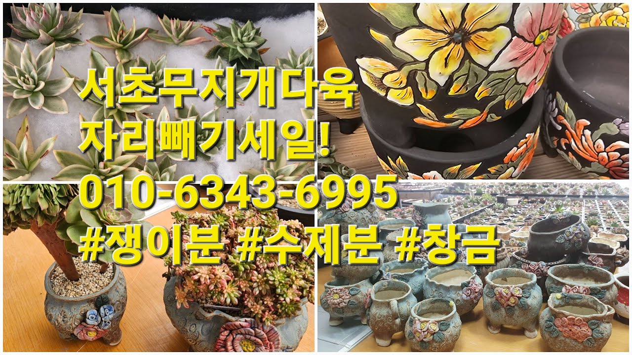 서초무지개다육 자리빼기세일!010-6343-6995 #쟁이분 #수제분 #창금
