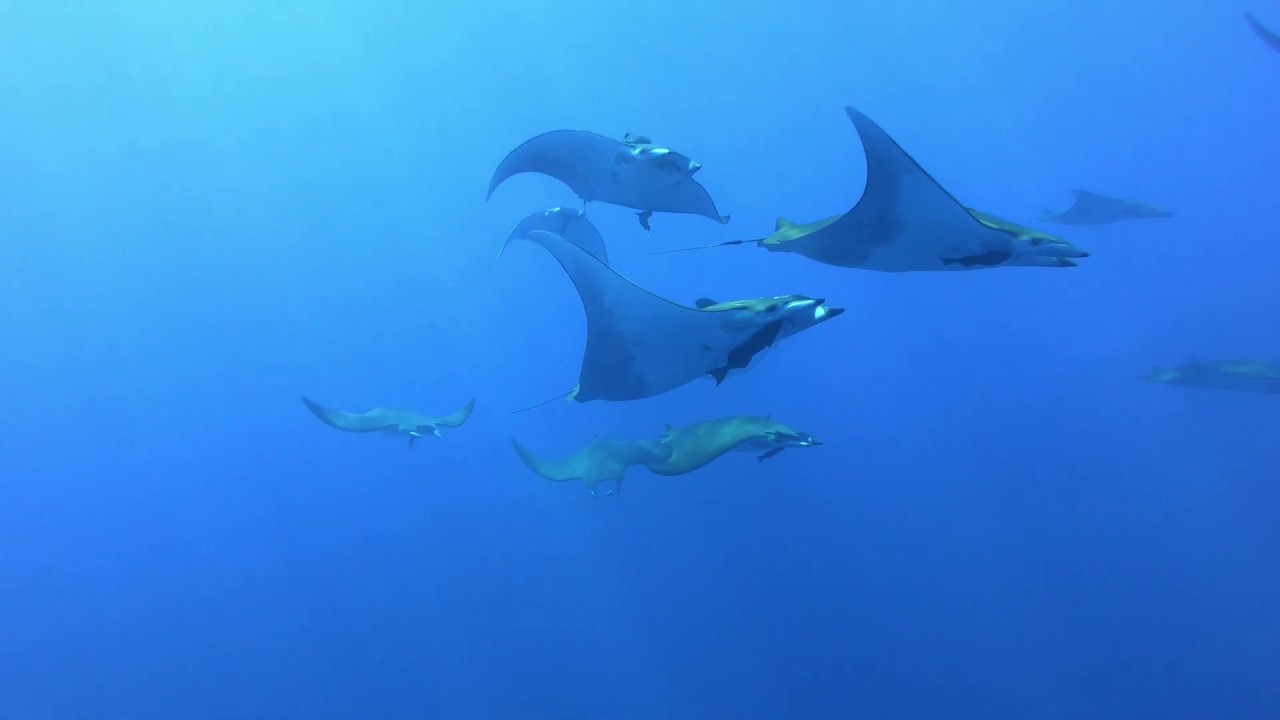 Diving around Santa Maria, Azores,  Portugal