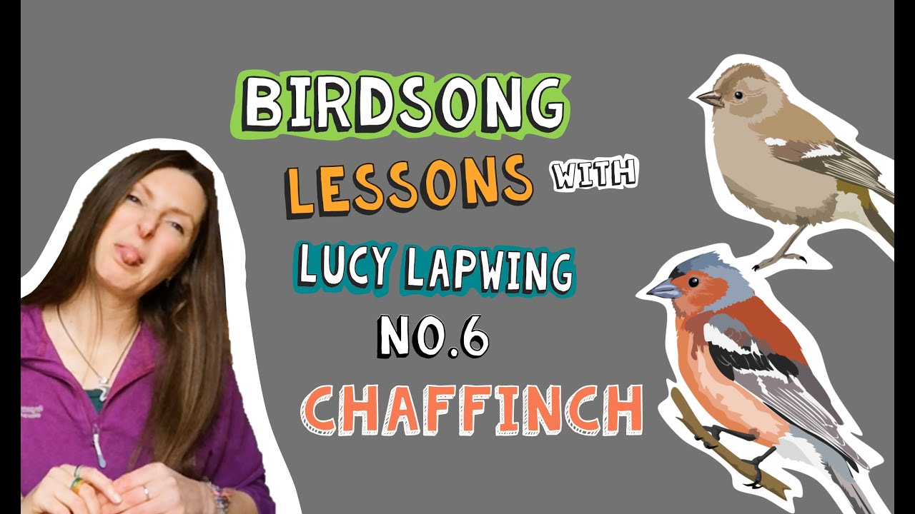 How to Identify Chaffinch Song - Episode 6 of Birdsong Lessons with Lucy Lapwing