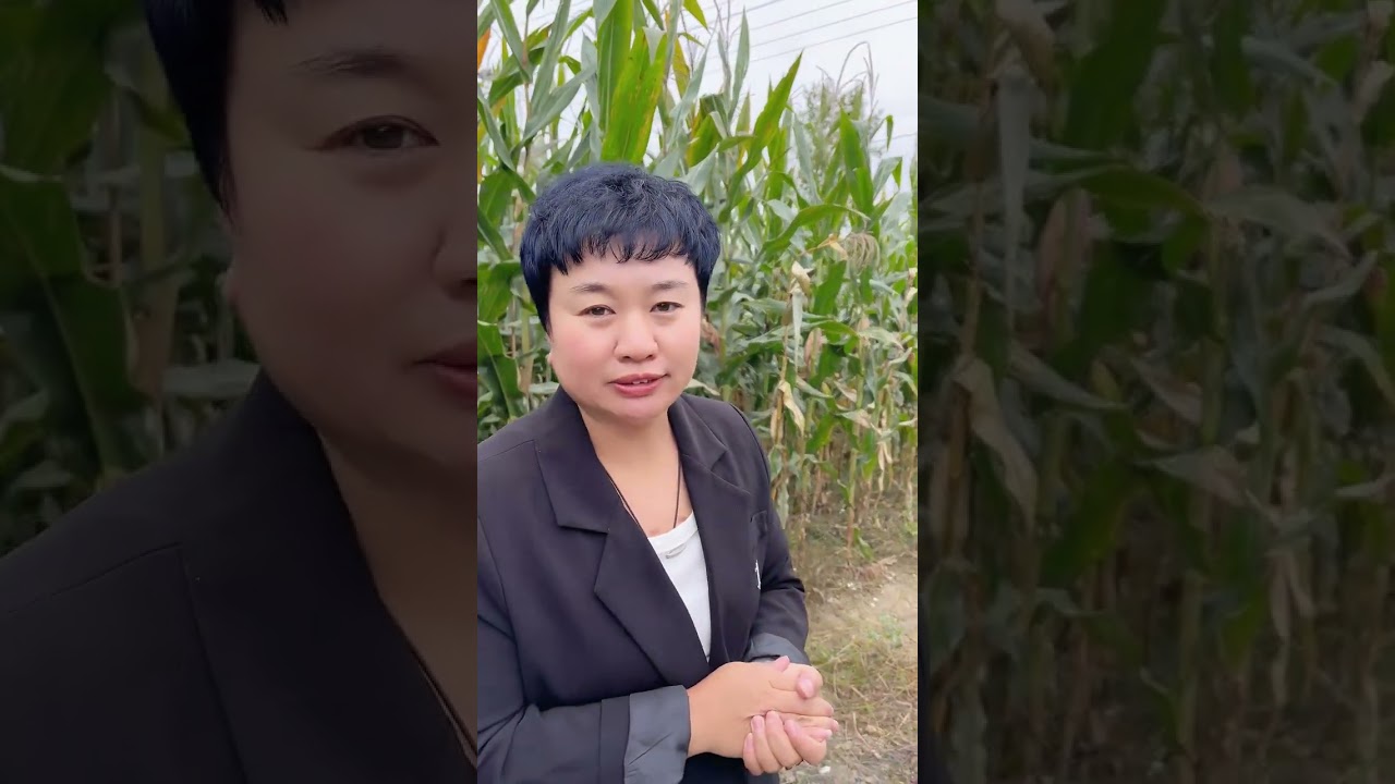 东北最近开始上霜了 今天把豆角揪下来了 ，要冻了就吃不了了，今天妈妈还腌了一坛我最爱吃的蒜茄子 #记录真实生活  #农村生活  #治愈  #我的乡村生活  #在平凡日子里热爱生活