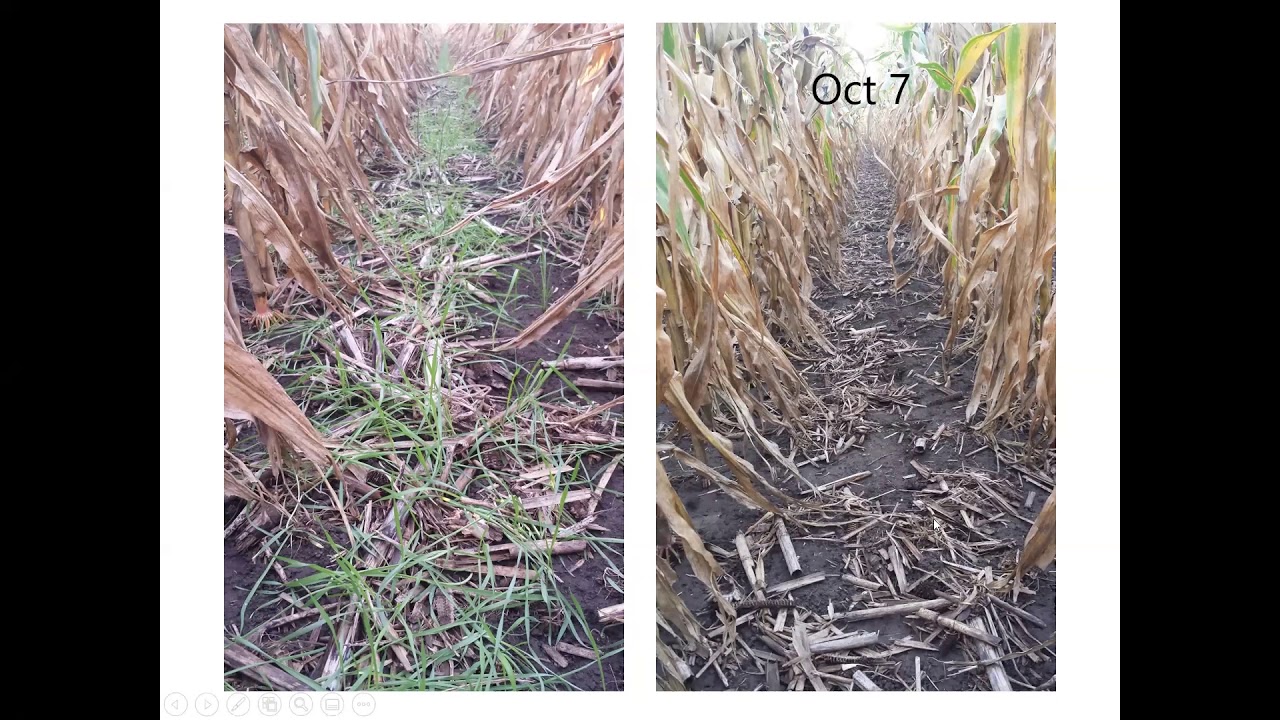 Cereal Rye for Weed Management: A New Tool in the Toolbox? - Farminar