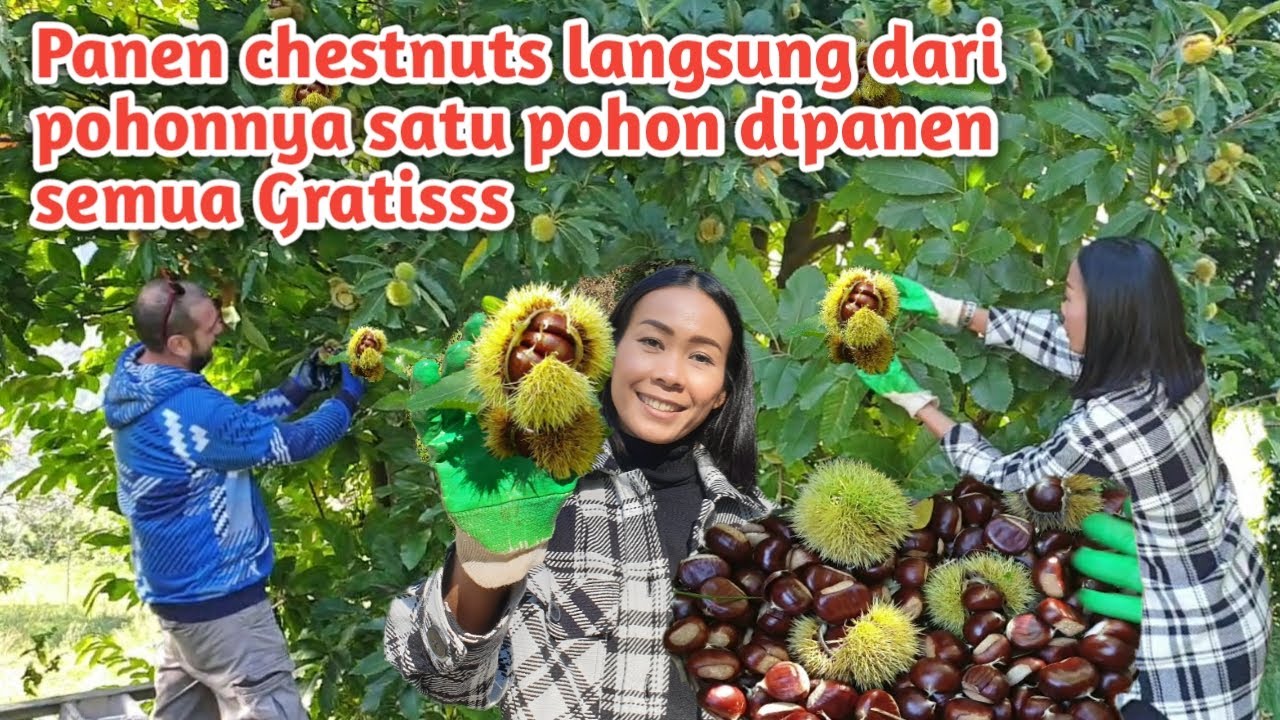 Pertama Kali Panen Chestnut Langsung Dari Pohonnya , 1 pohon Dipanen Semua Gratis
