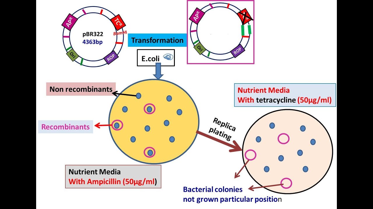 Insertional inactivation: pBR322 Cloning strategy, Recombinants screening @Dr.DNA-Primer