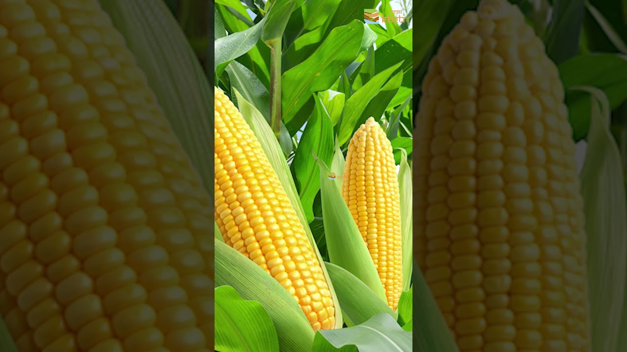 अगर आप भी इस समय करेंगे मक्का की बुवाई, तो कमा सकते हैं अच्छा मुनाफा | Maize Sowing Time |