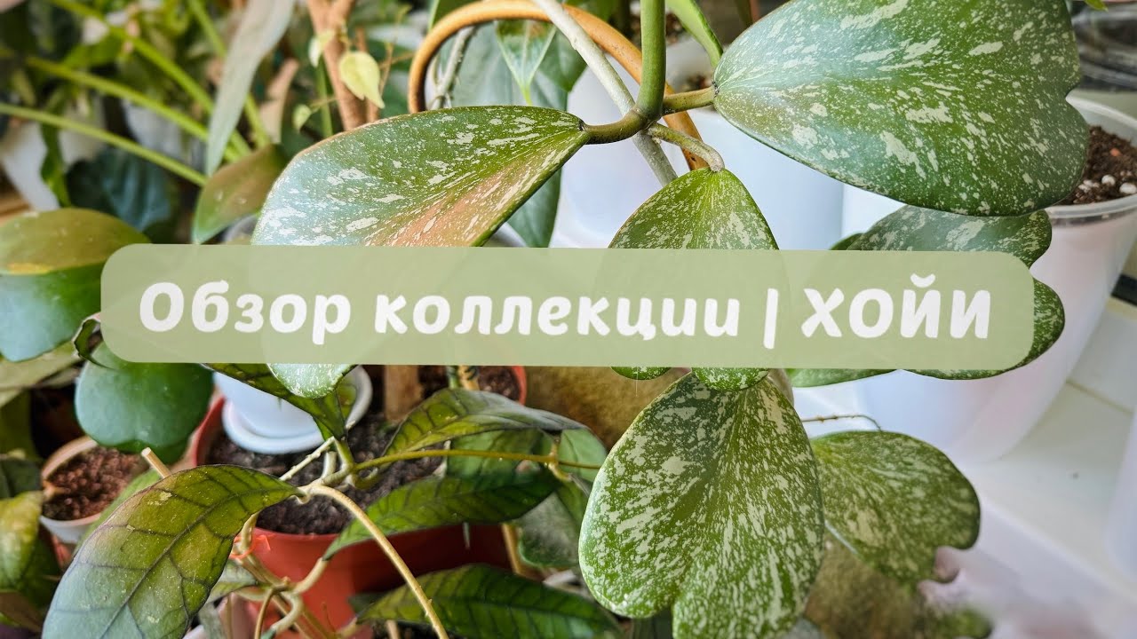 Обзор коллекции |ХОЙИ | март 2025