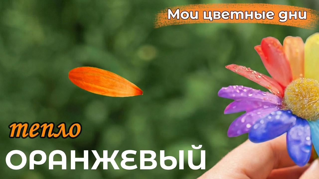 🟠 ОРАНЖЕВЫЙ — сегодня я выбираю тепло | Мои цветные дни