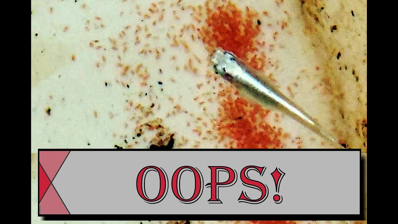 Live Food mistake Gut Loading Fail