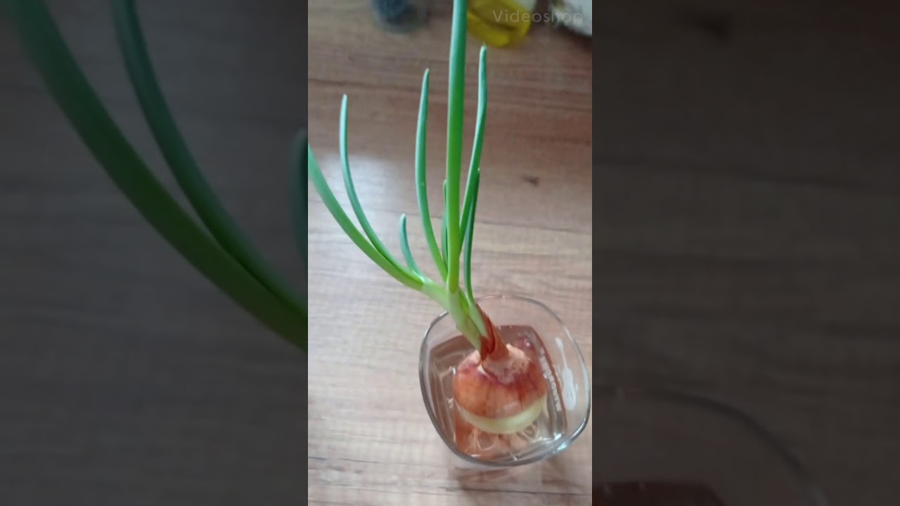Hodowla cebuli z marketu w domu