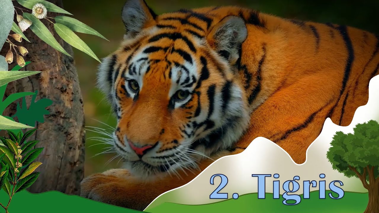 Ázsia állatai - Ismeretterjesztő állatos videó az ázsiai állatokról