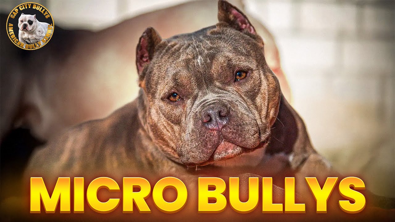 What Is A Microbully? Discover The Power Of This Compact Dog Breed