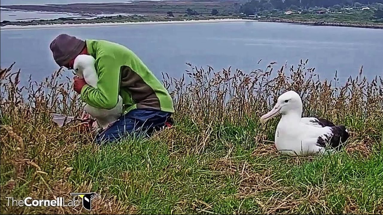Royal Albatross~The Ranger is reading the ring number of Blue ~9:31 AM 2019/12/31