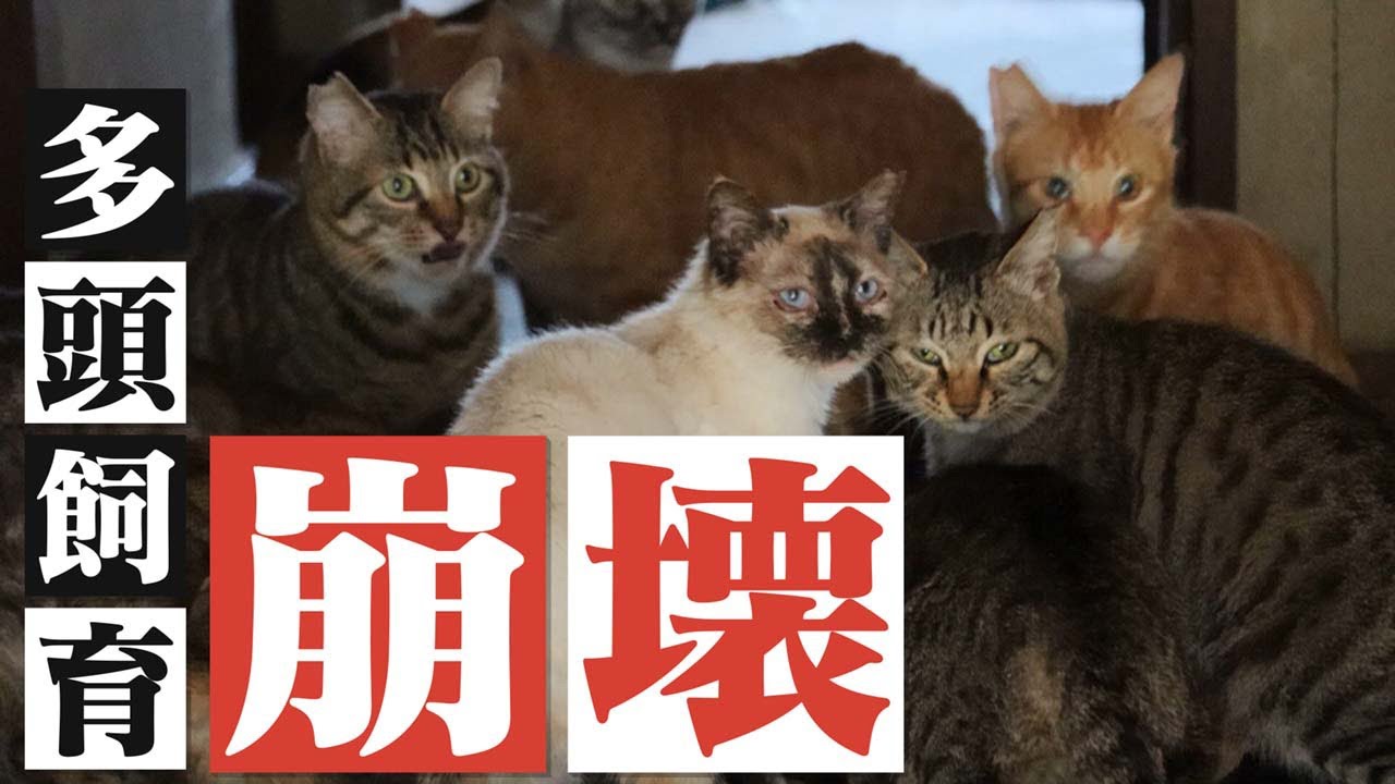 【人の孤立が動物に】多頭飼育崩壊　病気や高齢化、貧困などの要因が･･･猫と飼い主を救う活動に密着【ABCテレビドキュメンタリースペシャル#21】