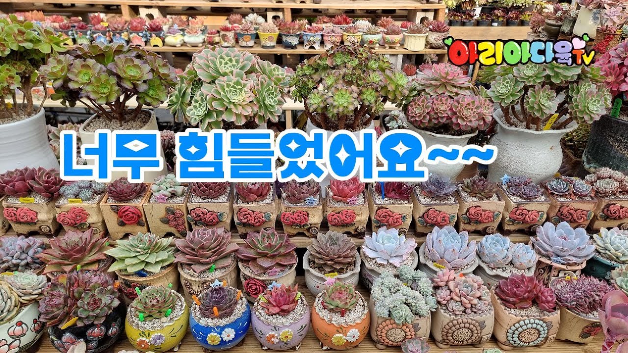 너무 힘든 자리 재배치(1탄)~~#다육식물 #succulent #多肉植物 #たにくしょくぶつ #Korean succulent plants