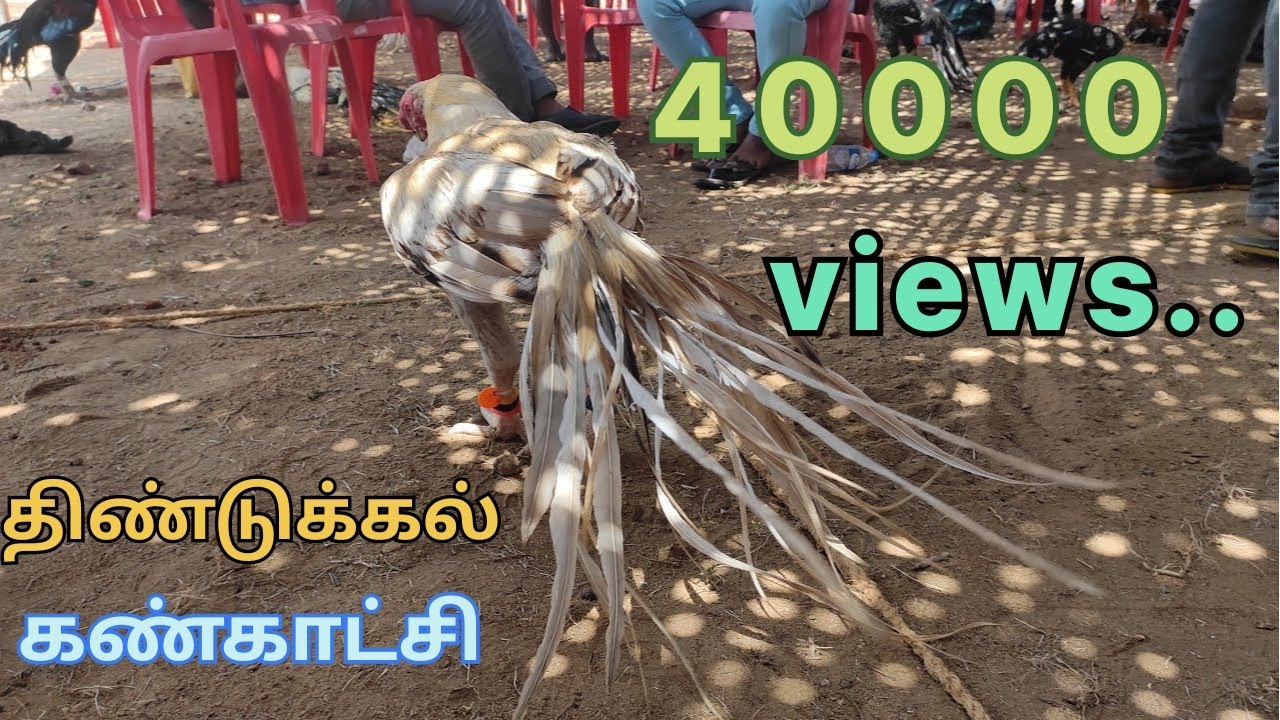 Aseel exhibition 2022 | Tamilnadu | Different types of Parrot beak and long tail aseel