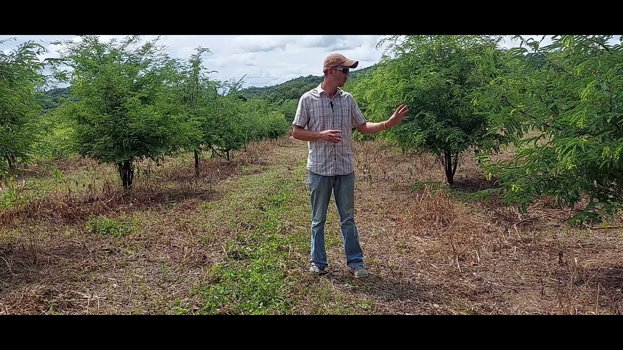 Biofertilización cultivo de tamarindo (micorrizas y rhizobium etli)- Parte 2