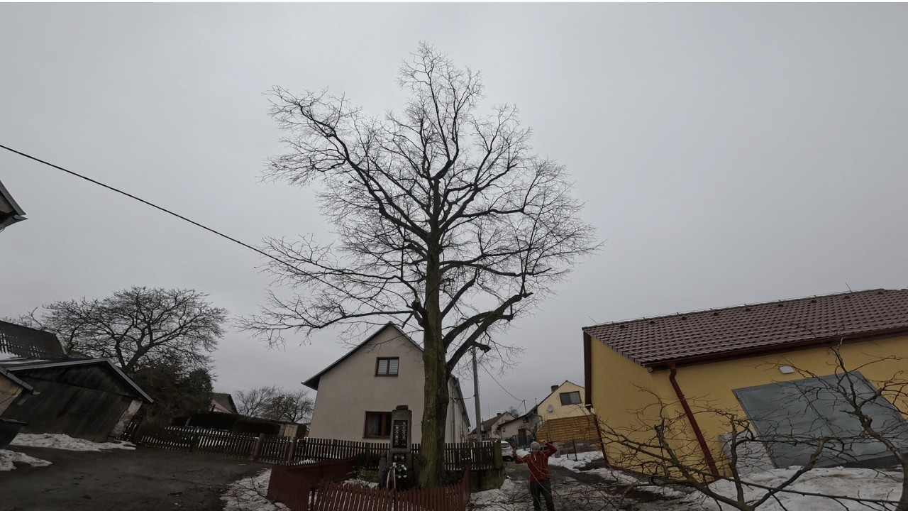 zdravotní řez na lípě v obci Hvozd.