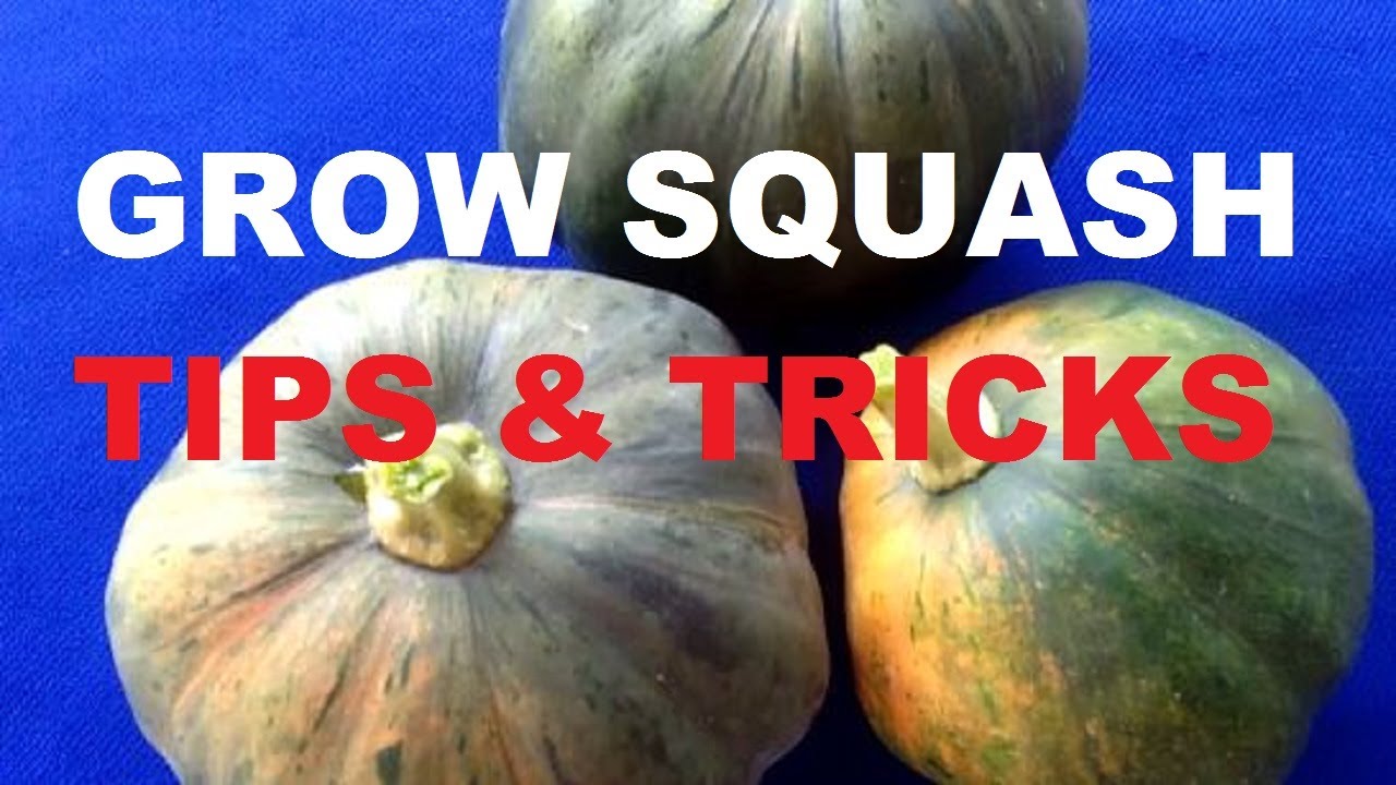 HOW TO GROW PUMPKIN OR SQUASH FROM SEED | GARDENING PHILIPPINES
