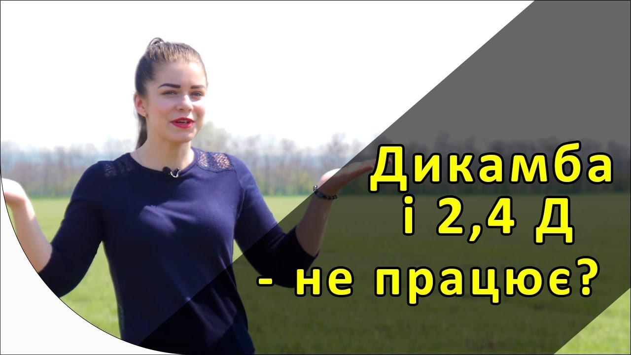 Дикамба і 2,4Д - гербіцид не працює? АгроФЕЙЛ 1