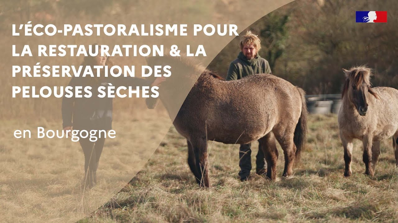 L&rsquo;&eacute;co-pastoralisme pour la restauration et la pr&eacute;servation des pelouses s&egrave;ches en Bourgogne