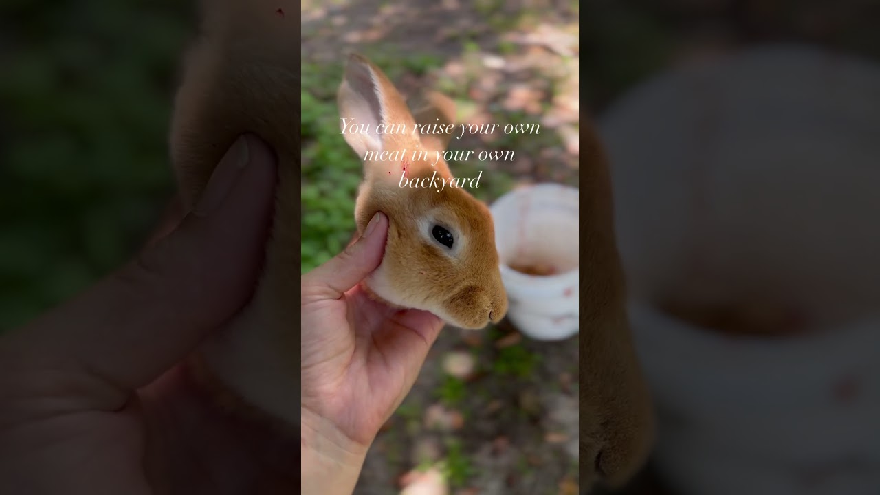 Four reasons why we raise rabbit as a meat source. #fromscratch #simpleliving #realfood #rabbit