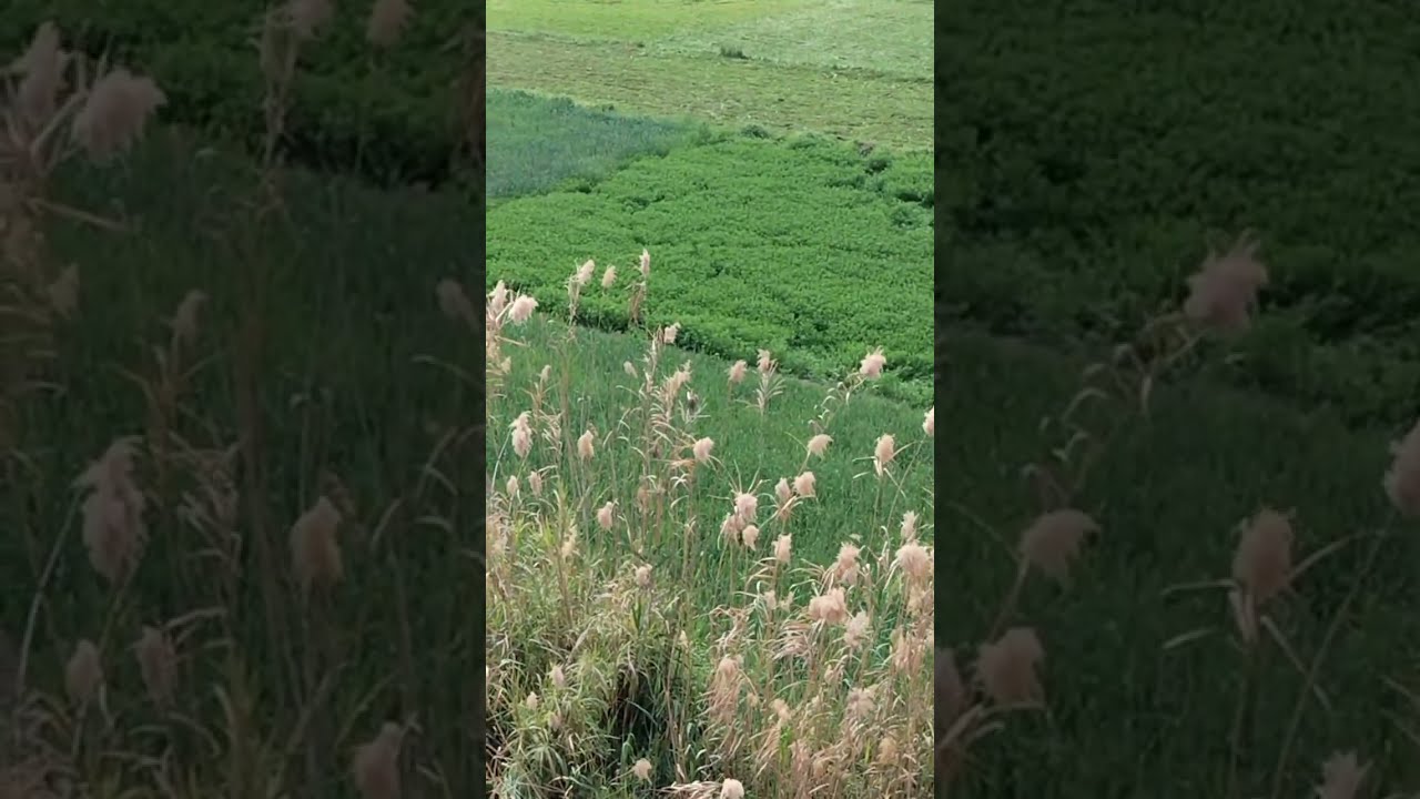 لايف فوق السطح هموت من الشمس 😂😥