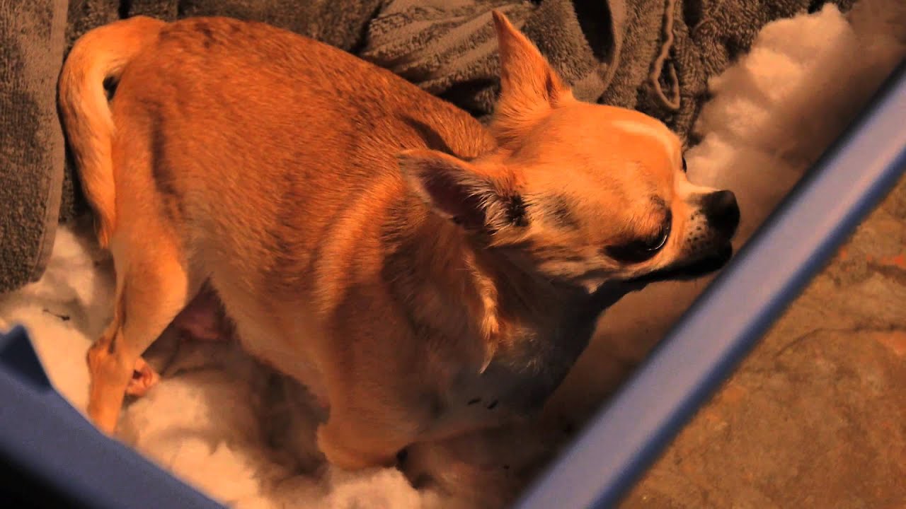 How To Tell Your Female Dog Need A c-section Done