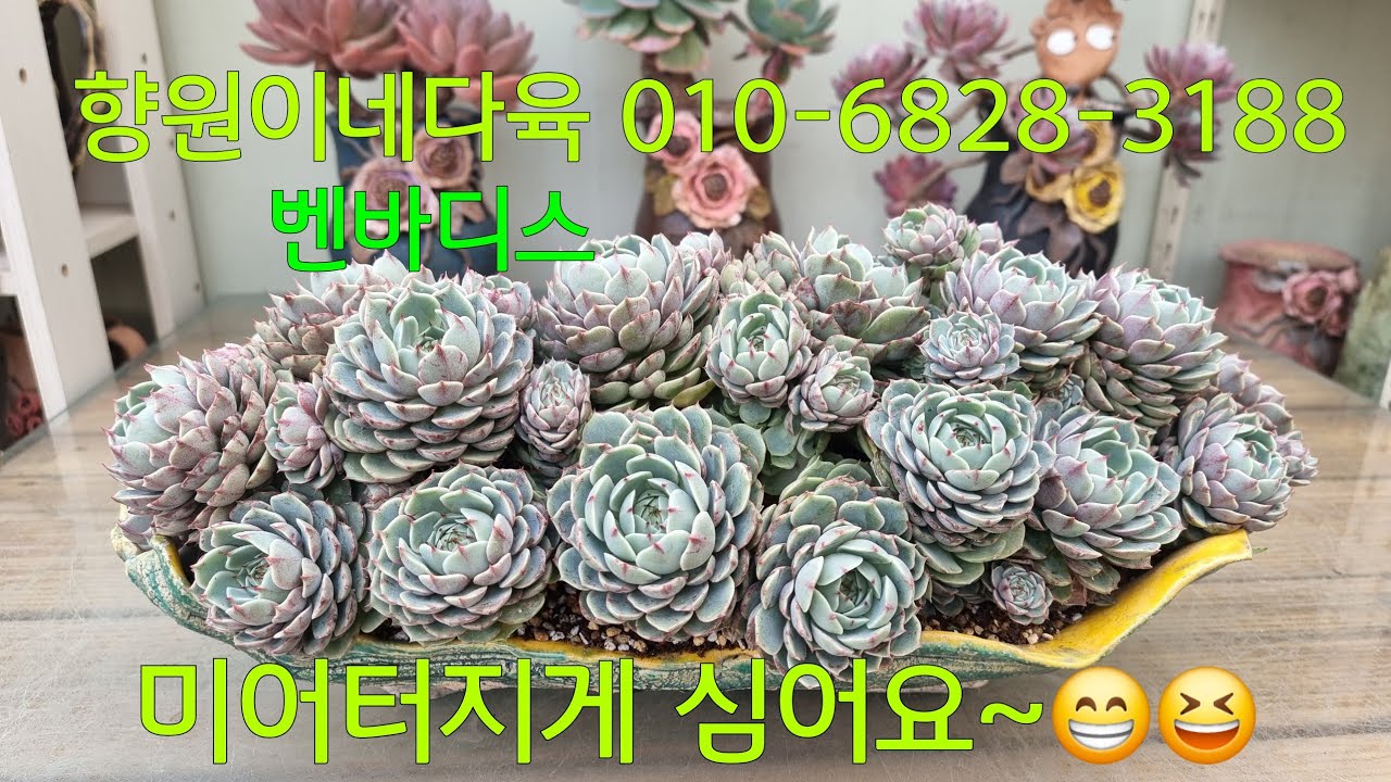 (26.2.11.수)💞벤바디스💞큼닥하게 키우고 싶엇어요~😆😁