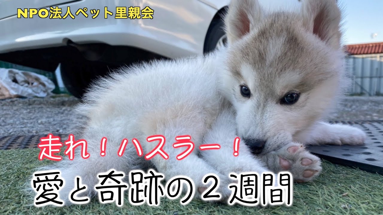 愛と奇跡の２週間　走れ！ハスラー！