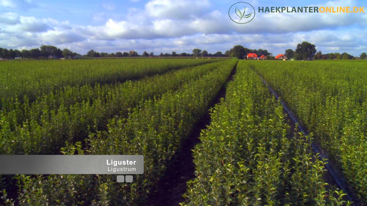 Haekplanteronline.dk - Barrodsplanter