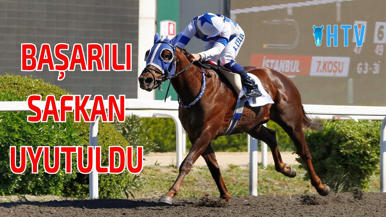 Başarılı Safkan ROMANI KALİBRE Yaşamını Yitirdi