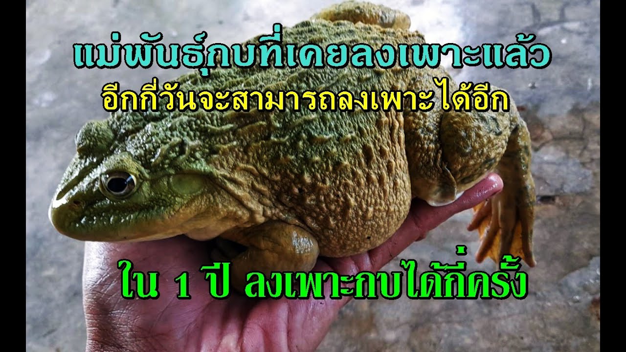 กบที่เพาะไปแล้ว อีกกี่วันจะลงเพาะได้อีก และแม่กบ1ตัวลงเพาะได้กี่ครั้งใน1ปี